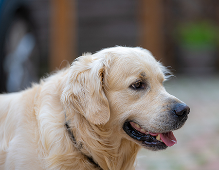 Skye Golden Retriever - @richard_edwards