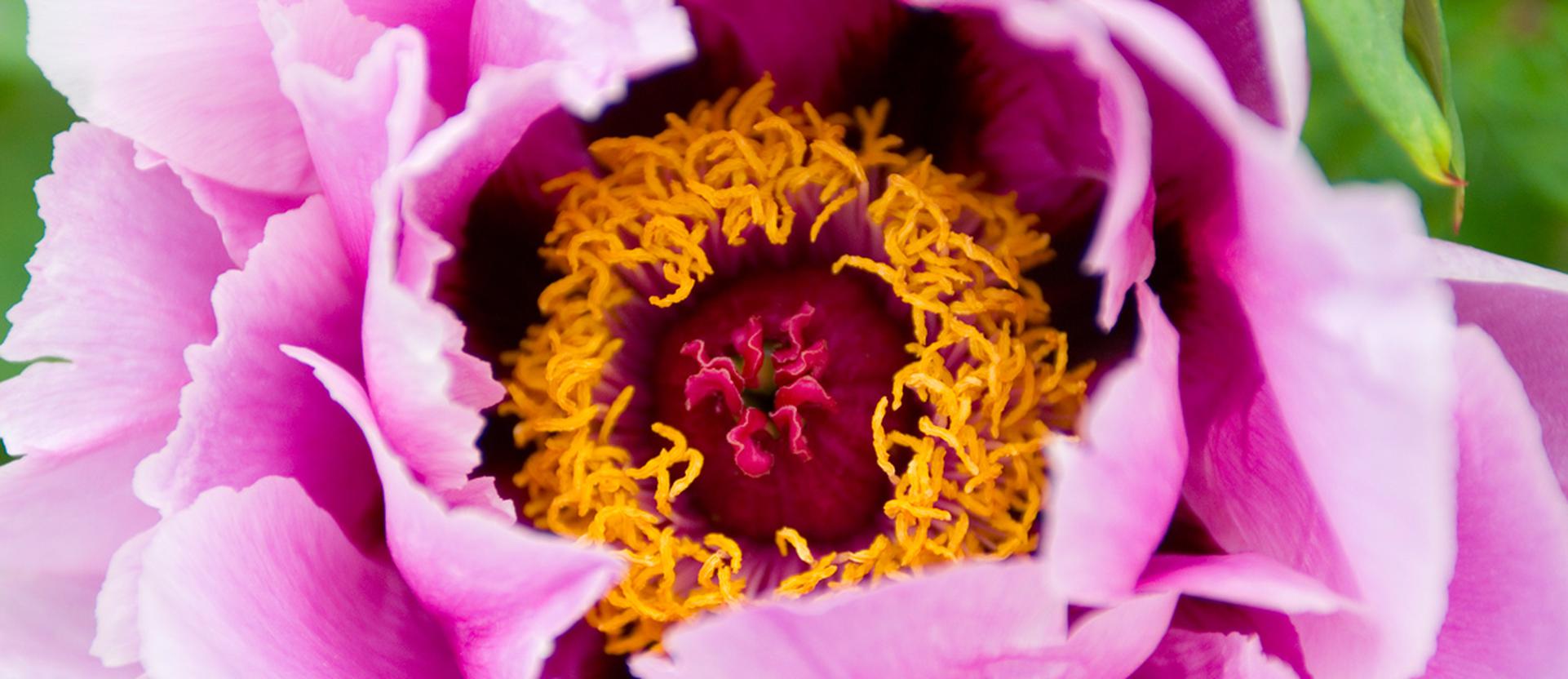 The Peonie of Carmagnola, Italy