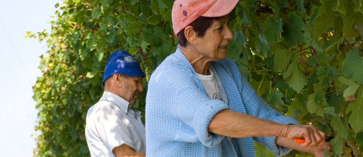 Vineyards in the Langhe