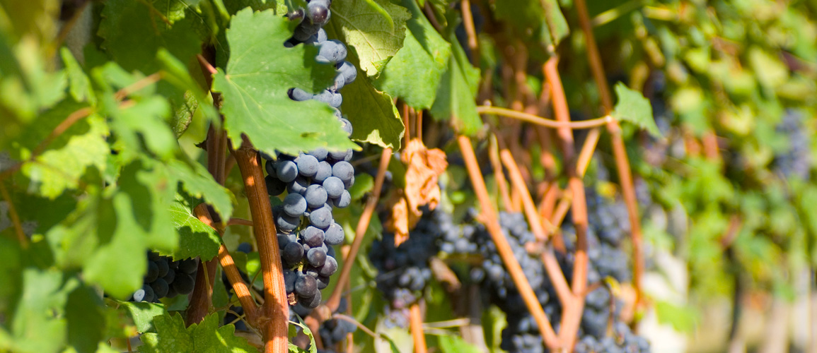 Vineyards in the Langhe