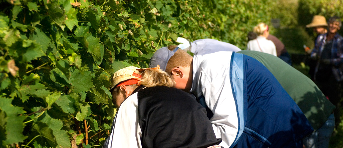 Vine workers in the Langhe