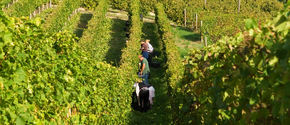 Vine workers in the Langhe