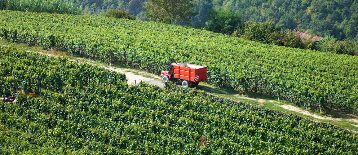 Vineyards in the Langhe