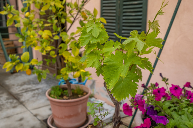 Quality wine production & home for sale