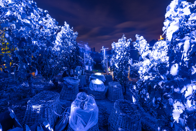 Quality wine production & home for sale