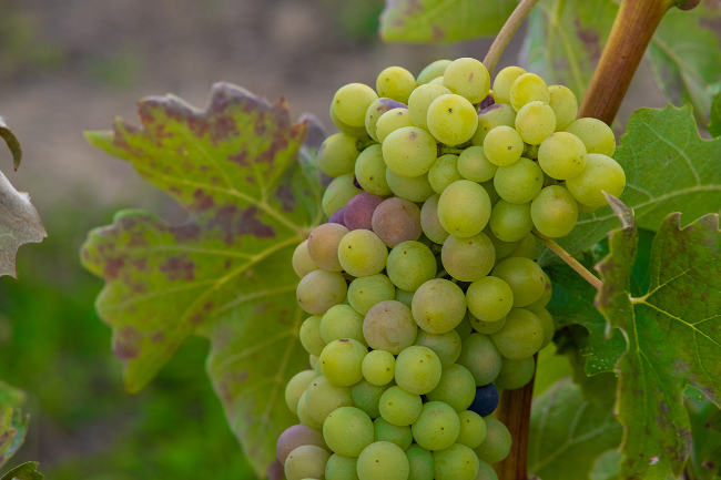 Quality wine production & home for sale